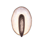 Kalco-523331PAB|MAIN